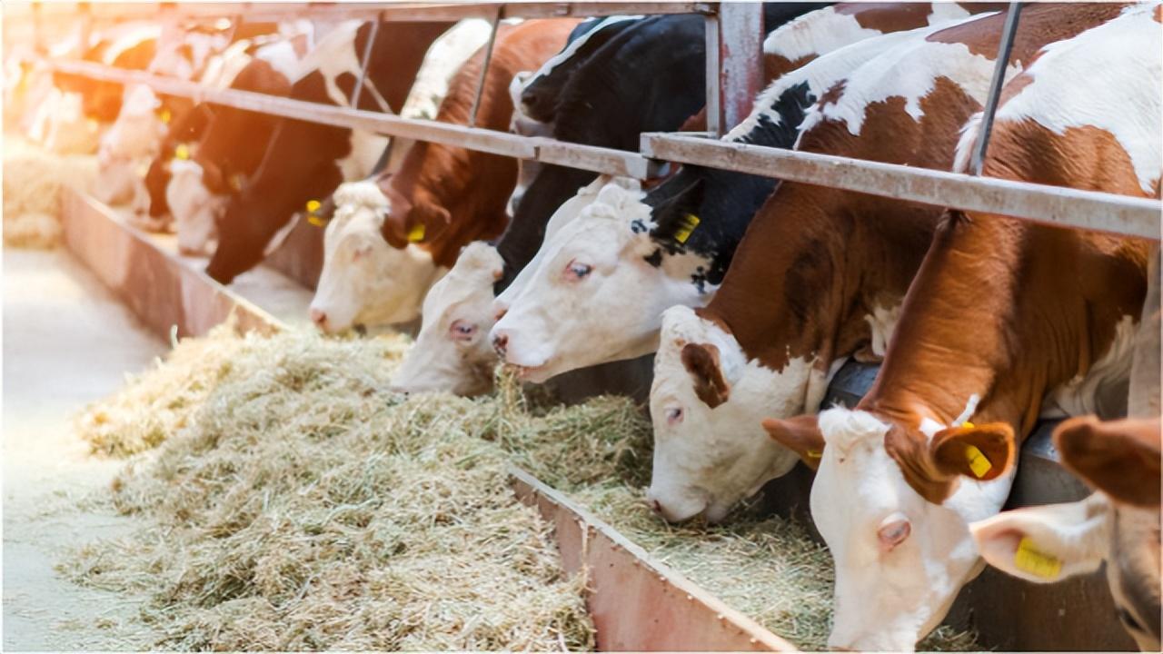 怀孕母牛产前补硒(怀孕母牛用补钙微量元素吗)-硒宝网