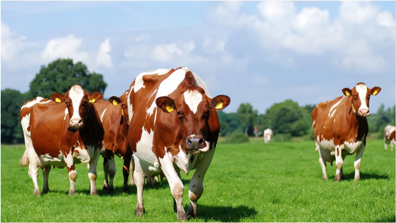 怀孕母牛产前补硒(怀孕母牛用补钙微量元素吗)-硒宝网