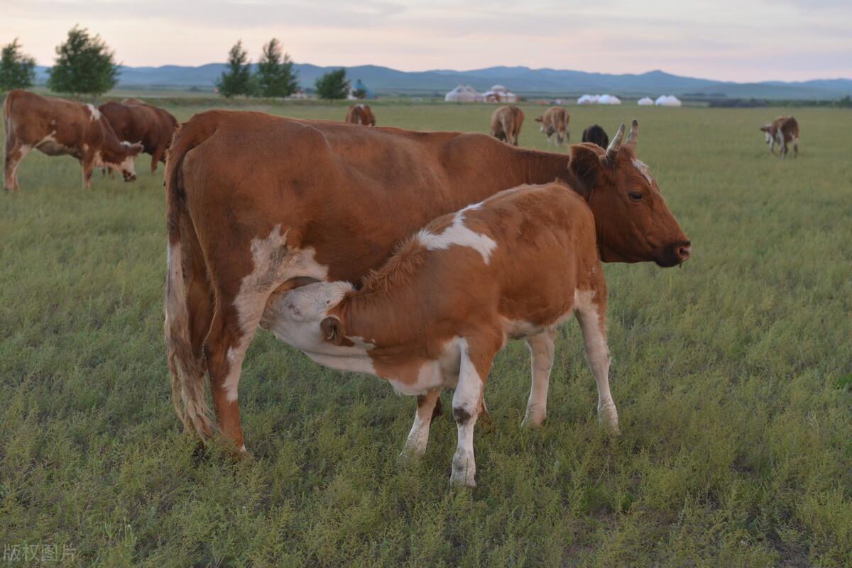 怀孕母牛产前补硒（繁殖母牛怎么补硒）-硒宝网