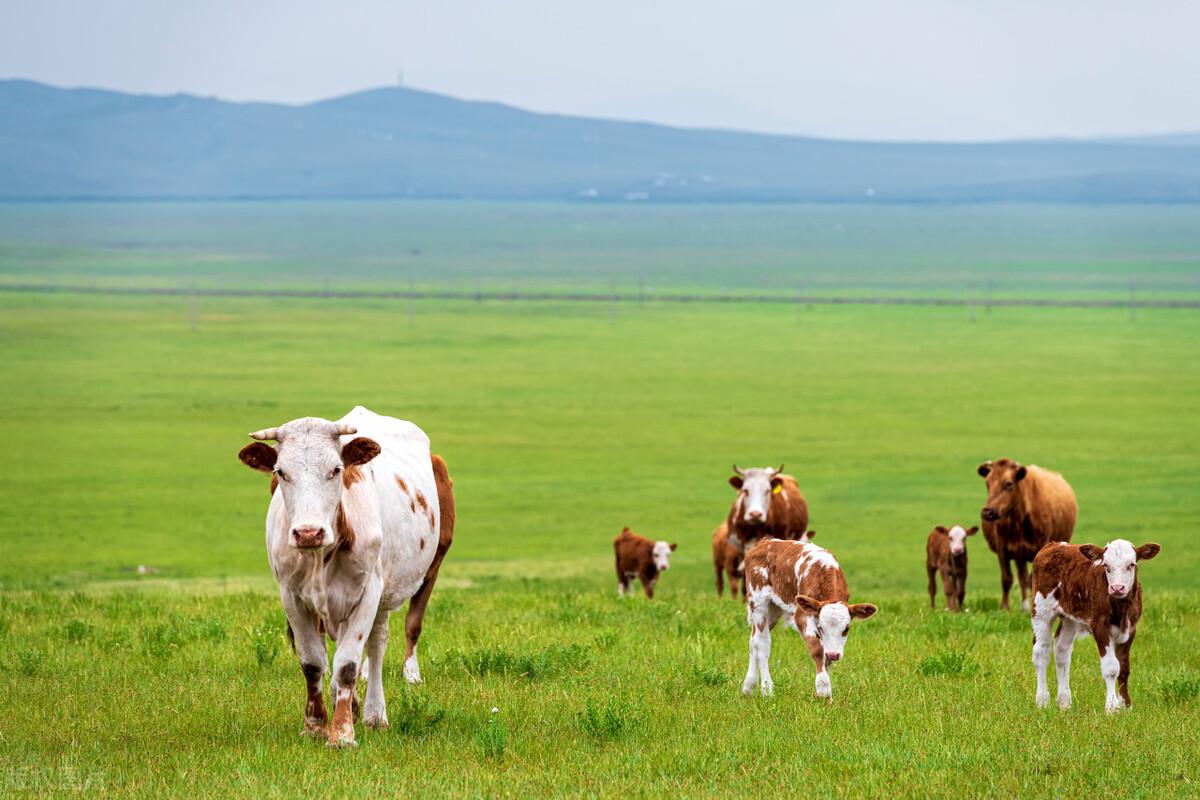 怀孕母牛产前补硒（繁殖母牛怎么补硒）-硒宝网