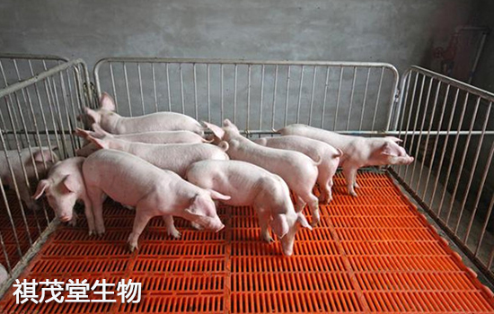 怀孕母猪这么补硒(怀孕母猪补钙用什么药)-硒宝网