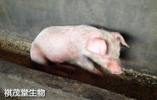 怀孕母猪这么补硒(怀孕母猪补钙用什么药)-硒宝网