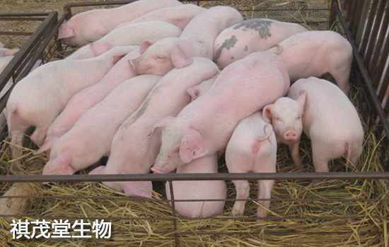 怀孕母猪这么补硒(怀孕母猪补钙用什么药)-硒宝网