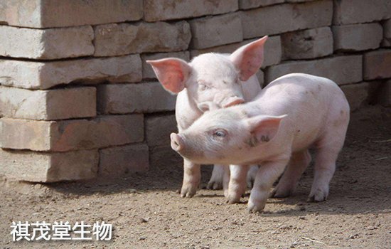 怀孕母猪这么补硒(怀孕母猪补钙用什么药)-硒宝网