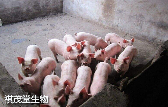 怀孕母猪这么补硒(怀孕母猪补钙用什么药)-硒宝网