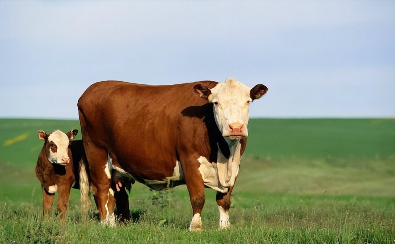 怀孕母牛产前补硒（怀孕母牛可以补硒吗）-硒宝网