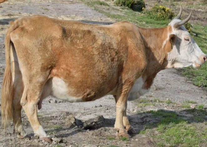 怀孕母牛产前补硒（怀孕母牛需要补什么维生素）-硒宝网