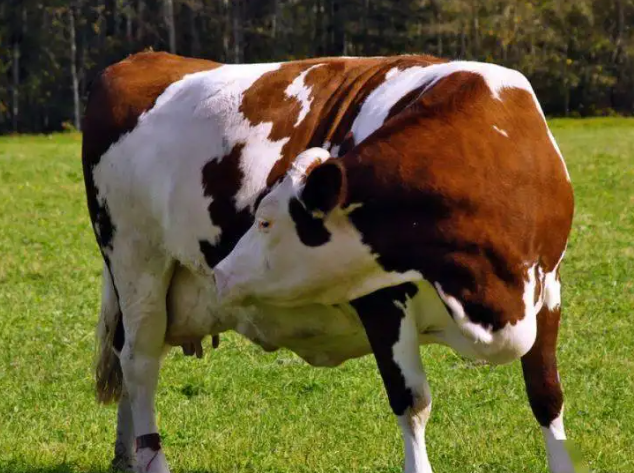 怀孕母牛产前补硒（怀孕母牛需要补什么维生素）-硒宝网