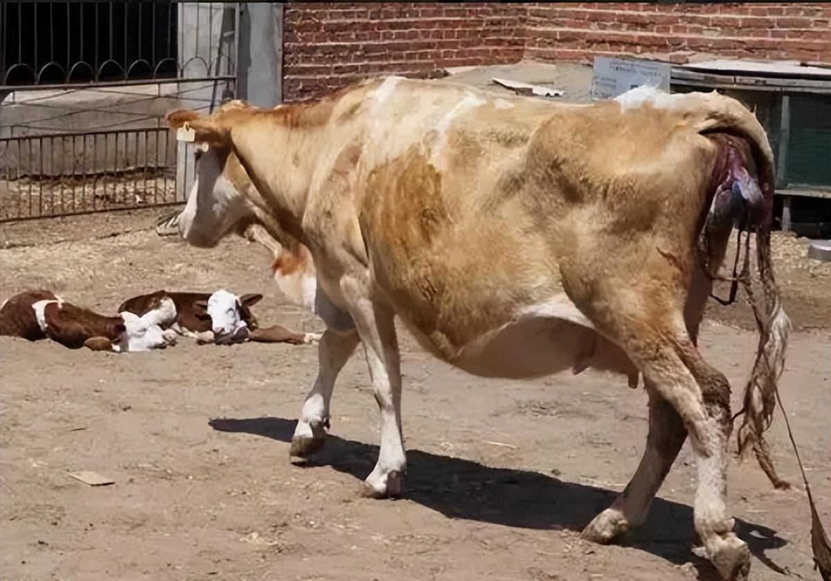 怀孕母牛产前补硒（怀孕母牛需要补什么维生素）-硒宝网