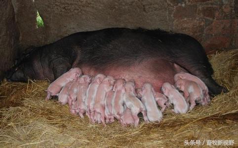 怀孕母猪这么补硒（怀孕母猪补硒吃什么）-硒宝网