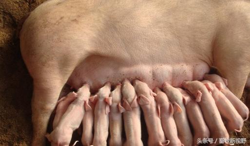 怀孕母猪这么补硒（怀孕母猪补硒吃什么）-硒宝网