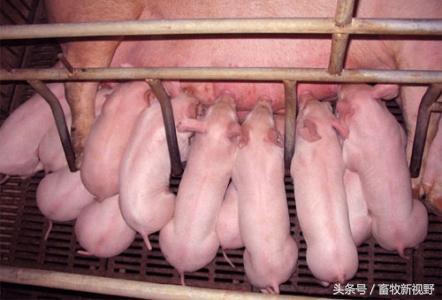 怀孕母猪这么补硒（怀孕母猪补硒吃什么）-硒宝网