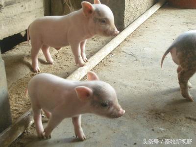 怀孕母猪这么补硒（怀孕母猪补硒吃什么）-硒宝网