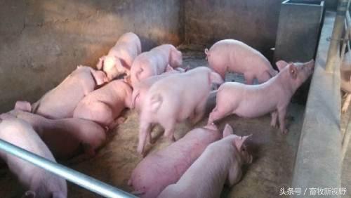 怀孕母猪这么补硒（怀孕母猪补硒吃什么）-硒宝网