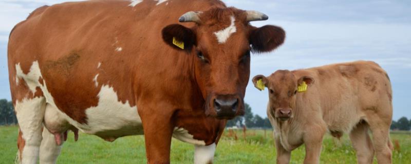 临产母牛能补硒吗(能补母牛临产硒的药吗)-硒宝网