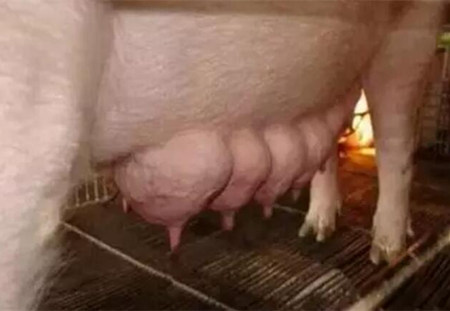 怀孕母猪这么补硒(怀孕母猪补硒用什么药)-硒宝网