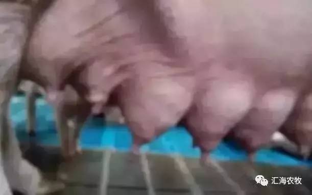 怀孕母猪这么补硒(怀孕母猪补硒用什么药)-硒宝网