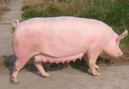 怀孕母猪这么补硒(怀孕母猪补硒用什么药)-硒宝网