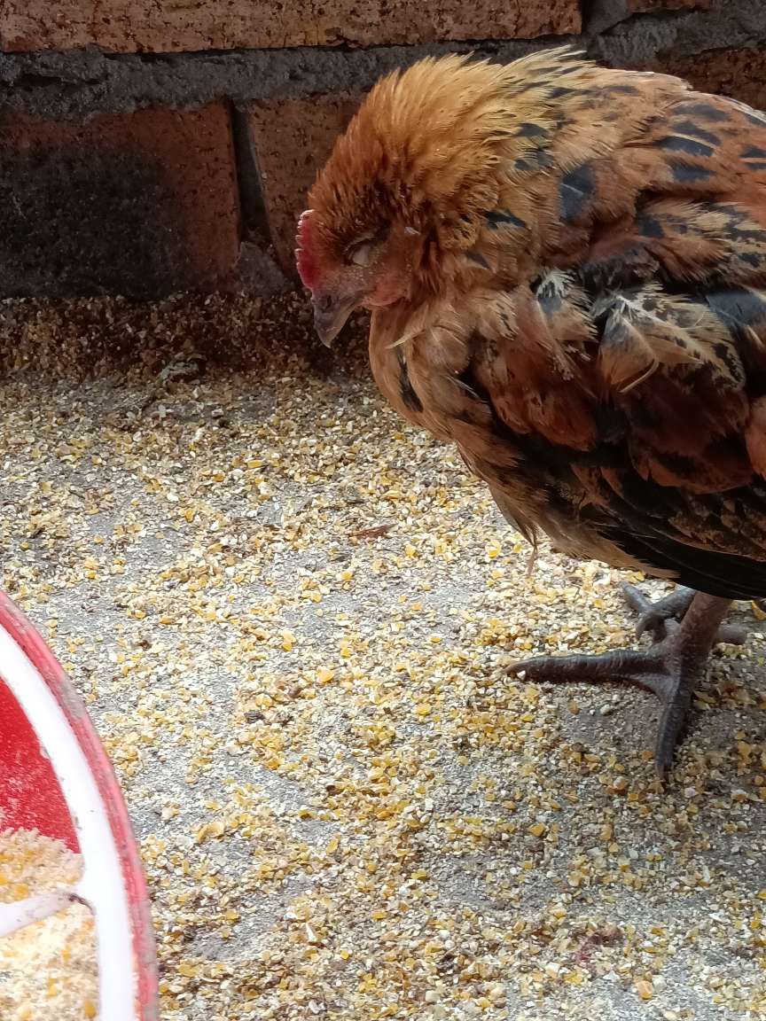 补硒的药品有那些(补硒的药有副作用吗)-硒宝网