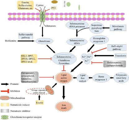 补硒对肝脏的好处（补硒肝脏）-硒宝网