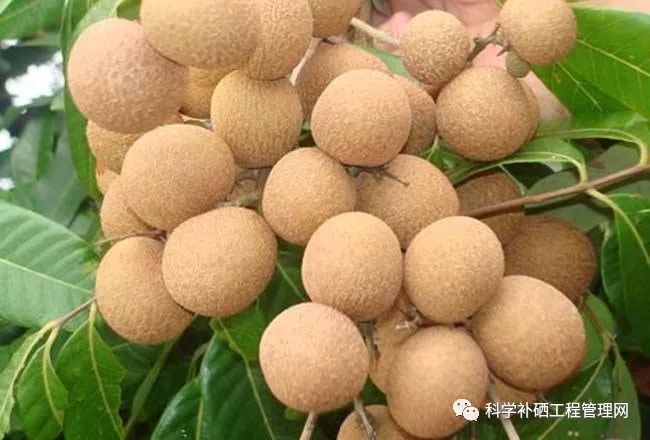 补硒的药哪种最好(中药补硒)-硒宝网