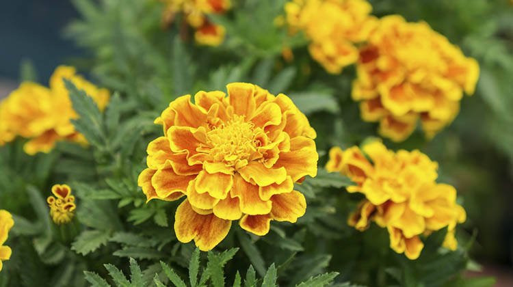 补硒会鼻子出血吗（鼻子出血需要补充什么维生素）-硒宝网