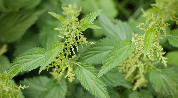 补硒会鼻子出血吗（鼻子出血需要补充什么维生素）-硒宝网