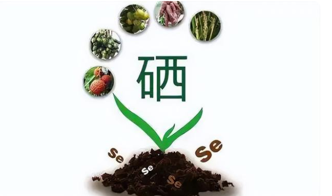 哪些食物是补硒的(补补硒的食物)-硒宝网
