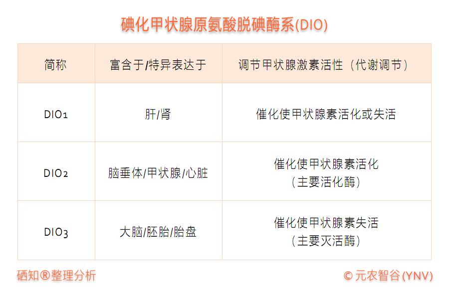 甲状腺癌如何补硒（硒对甲状腺癌的作用）-硒宝网