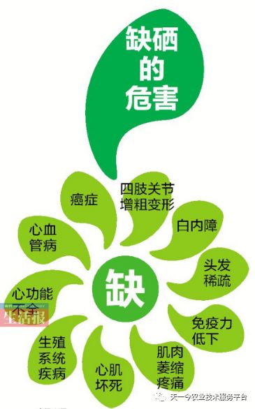 人今什么可以补硒(硒可以食补吗)-硒宝网