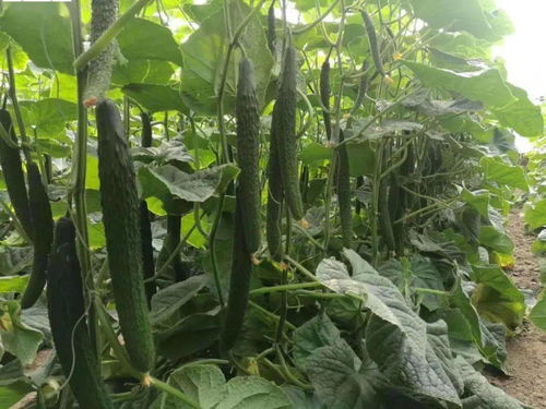 补硒的茶叶有哪些(茶叶中硒的作用)-硒宝网