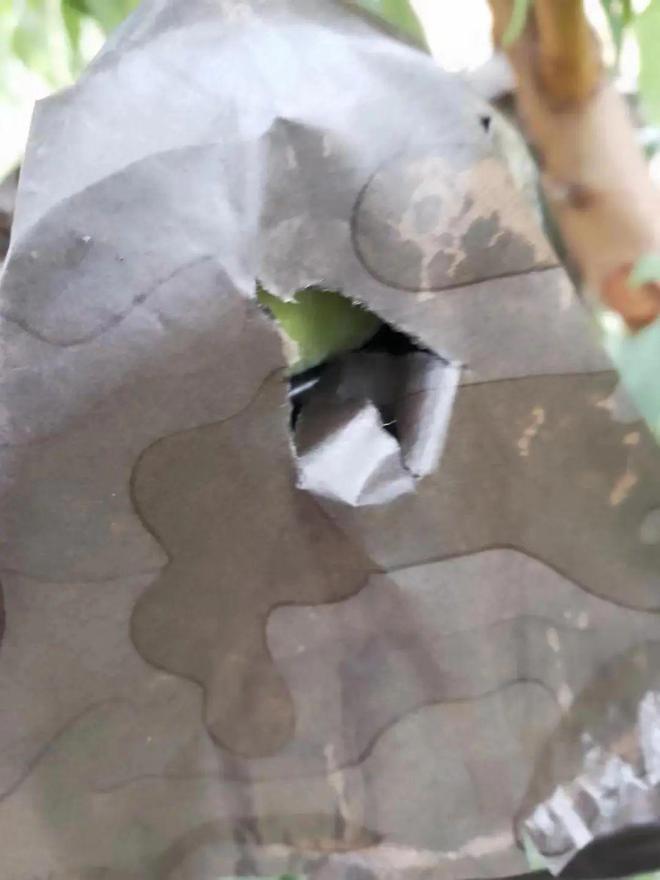 北京平谷大桃补硒(平谷大桃多少钱一斤)-硒宝网