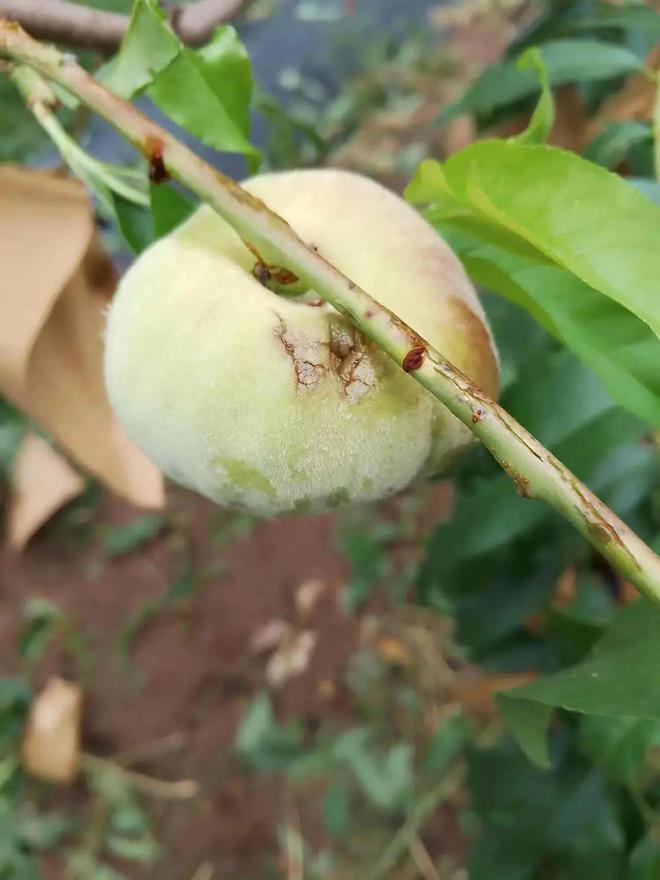 北京平谷大桃补硒(平谷大桃多少钱一斤)-硒宝网