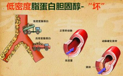 脑?；颊呷绾尾刮ú刮阅怨Ｓ心男┳饔茫?硒宝网