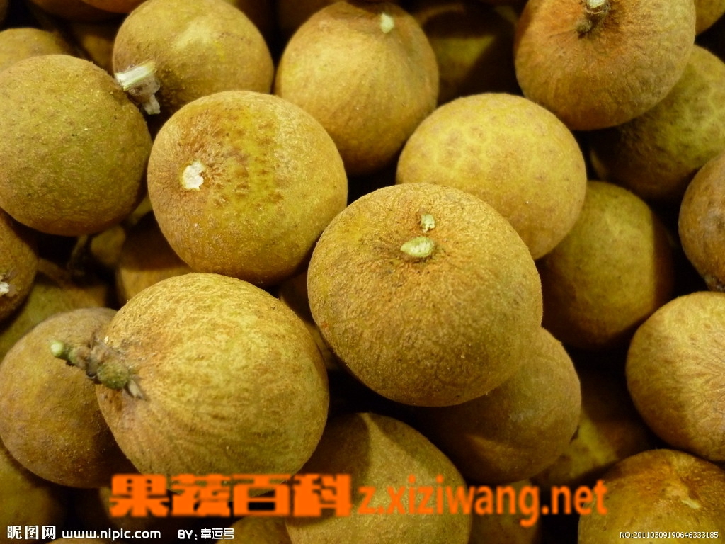 吃桂圆可以补硒吗(补桂圆吃硒可以补气血吗)-硒宝网