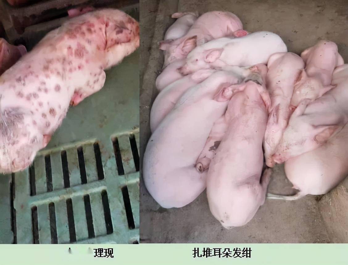 仔猪补硒中毒症状(中毒症状补仔猪硒片有用吗)-硒宝网