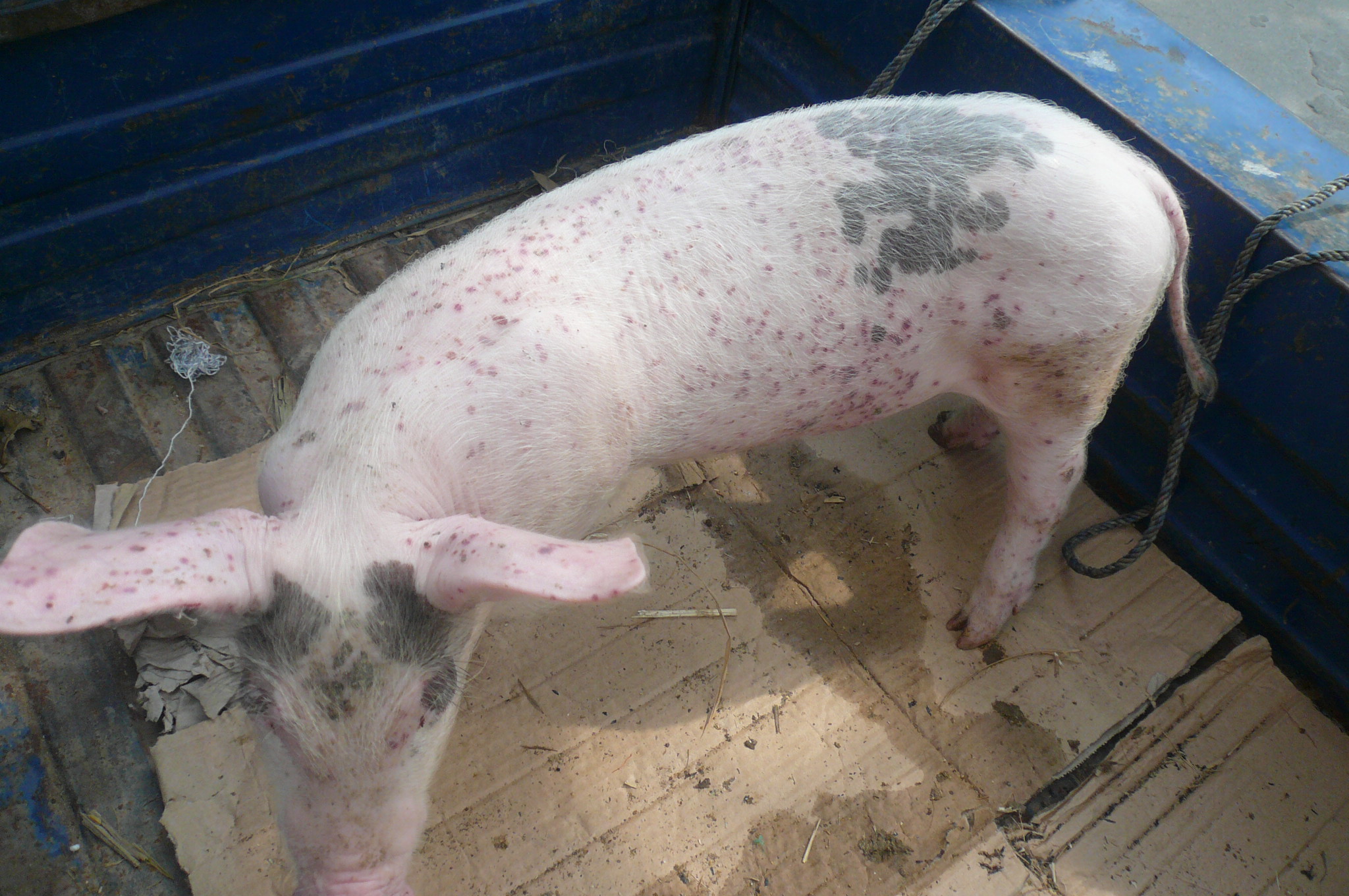 仔猪补硒中毒症状(中毒症状补仔猪硒片有用吗)-硒宝网