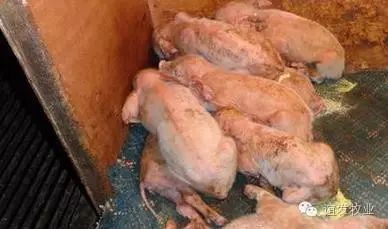 补硒能引起腹泻么（腹泻会导致缺锌吗）-硒宝网