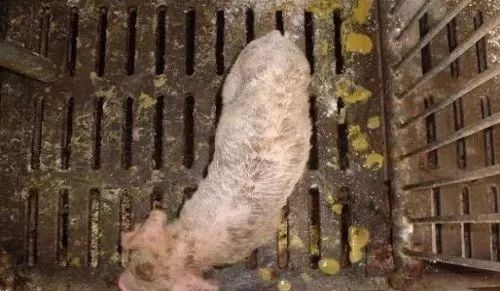 补硒能引起腹泻么（拉肚子能补硒吗）-硒宝网