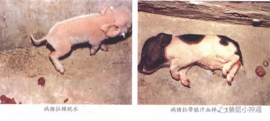 补硒能引起腹泻么（拉肚子能补硒吗）-硒宝网