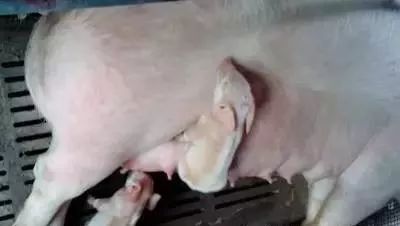 补硒能引起腹泻么(腹泻能补引起硒缺乏吗)-硒宝网