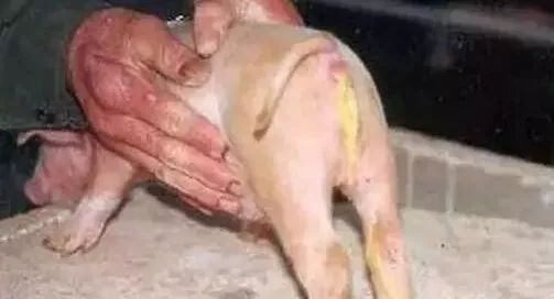 补硒能引起腹泻么(腹泻能补引起硒缺乏吗)-硒宝网