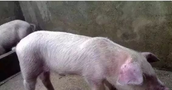 补硒能引起腹泻么(腹泻能补引起硒缺乏吗)-硒宝网