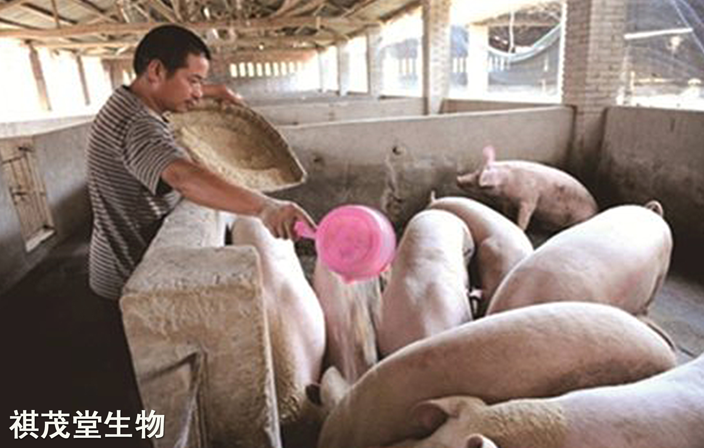 仔猪补硒中毒症状（中毒症状补仔猪硒有用吗）-硒宝网