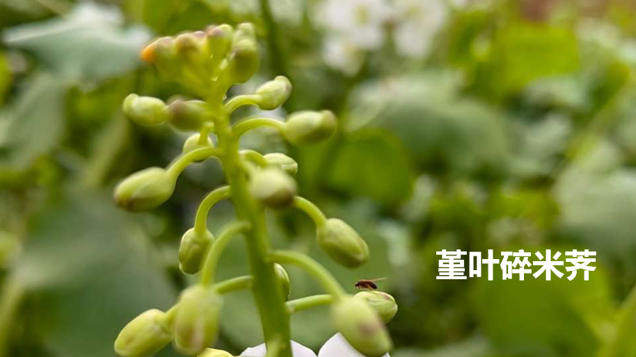 全民补硒有关内容（全民补硒工程骗局2017）-硒宝网