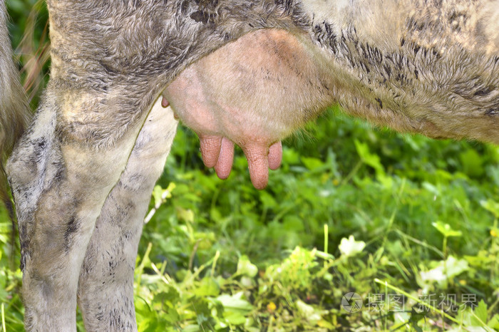 对繁殖牛怎么补硒（牛补硒有什么好处）-硒宝网