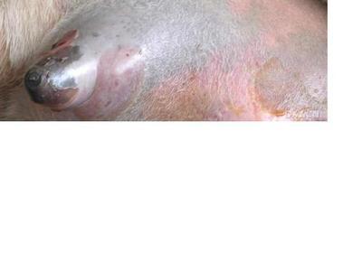 对繁殖牛怎么补硒（牛补硒有什么好处）-硒宝网