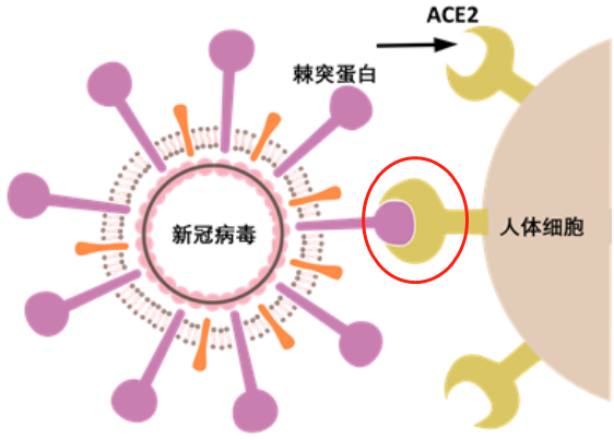 补硒对抗新冠病毒(对抗冠病毒补新硒可以吗)-硒宝网