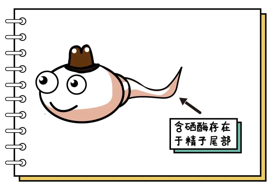 补硒对抗新冠病毒(对抗冠病毒补新硒可以吗)-硒宝网