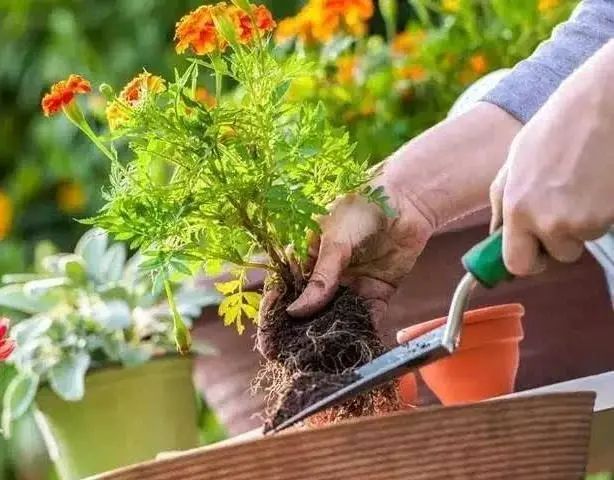 甲减补硒月经推迟（月经推迟补硒甲减吃什么药）-硒宝网